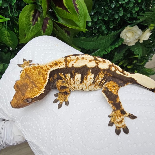 노멀 텐저린 화이트핀 익스트림할리퀸 화이트