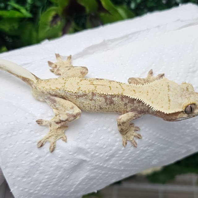 노멀 익스트림할리퀸 드리피