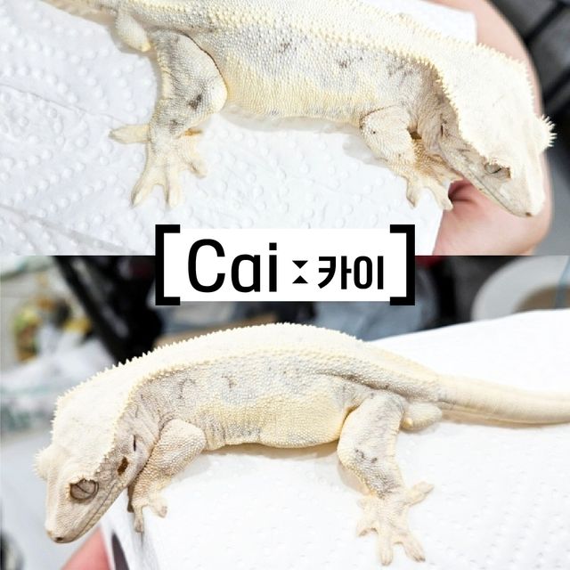 릴리화이트