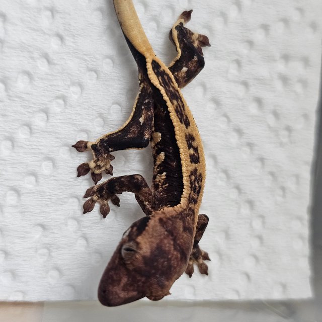 노멀 엠티백 익스트림할리퀸 풀핀