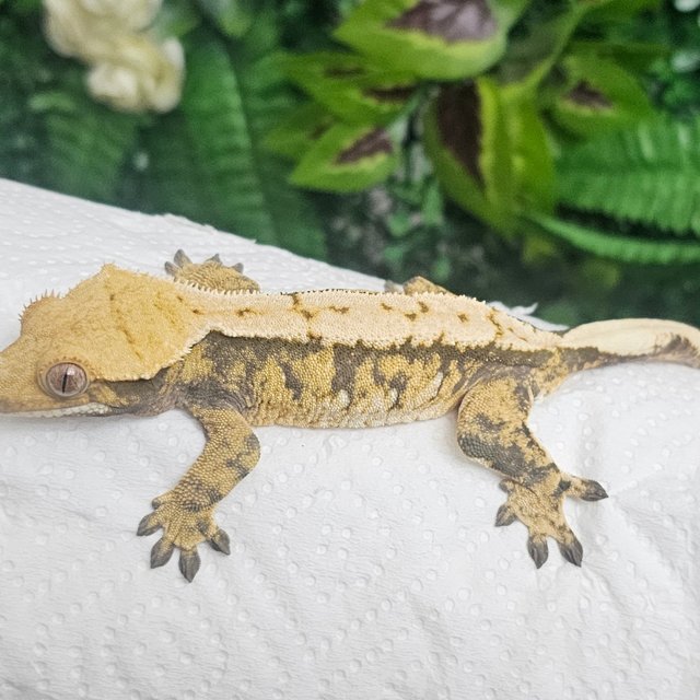 노멀 익스트림할리퀸 트라이