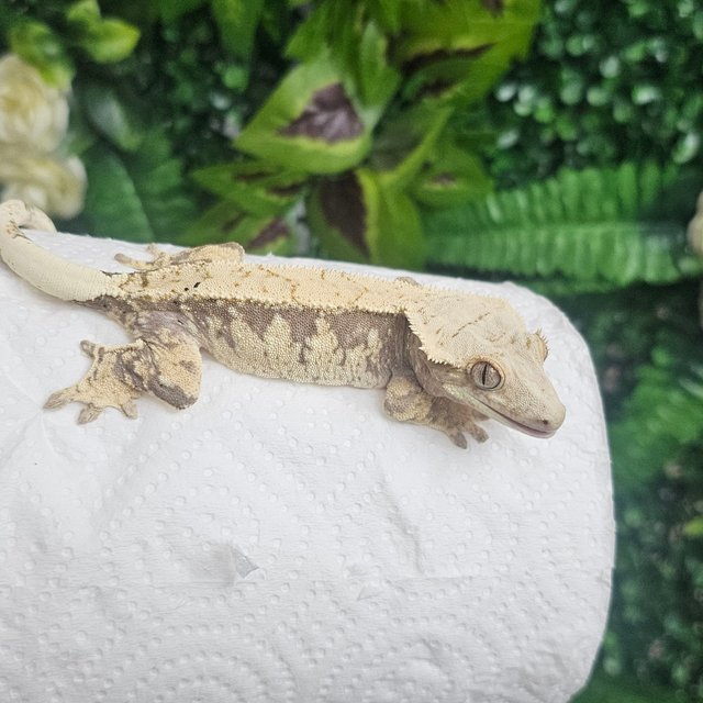 노멀 익스트림할리퀸 화이트크라운 화이트