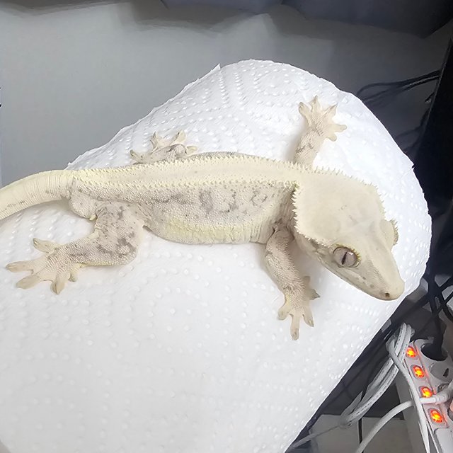 릴리화이트 풀핀 화이트스팟 화이트핀 드리피 화이트