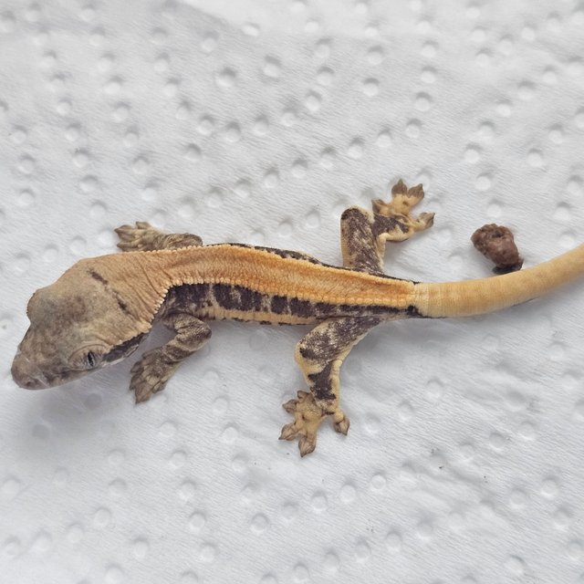 드리피 화이트핀 화이트포트홀 솔리드백 릴리화이트 풀핀