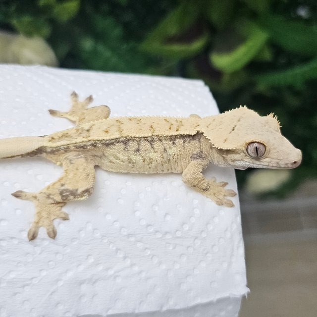 노멀 드리피 화이트스팟