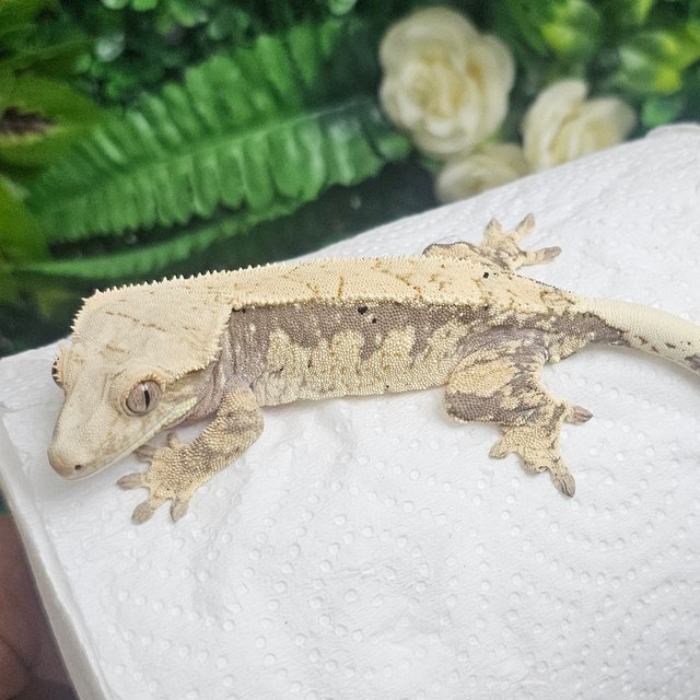 노멀 익스트림할리퀸 화이트크라운 화이트