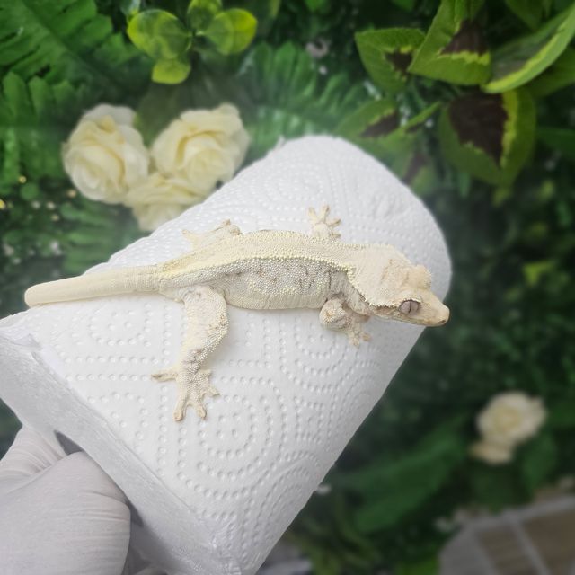 릴리화이트 솔리드백