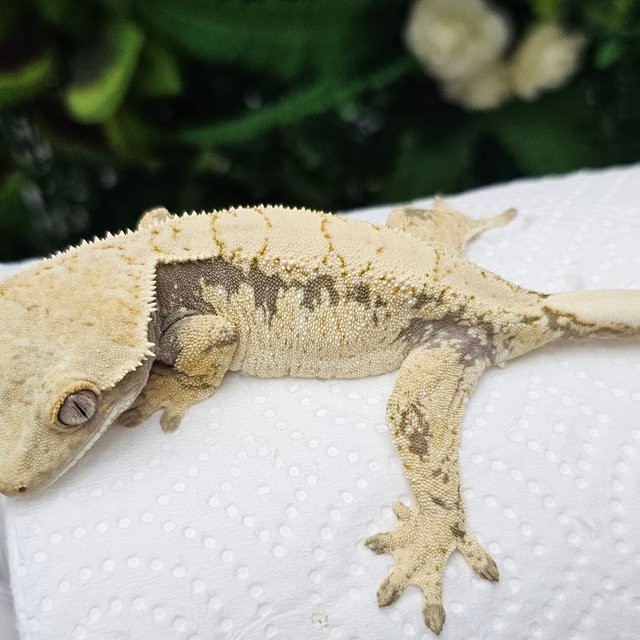 노멀 드리피 할리퀸