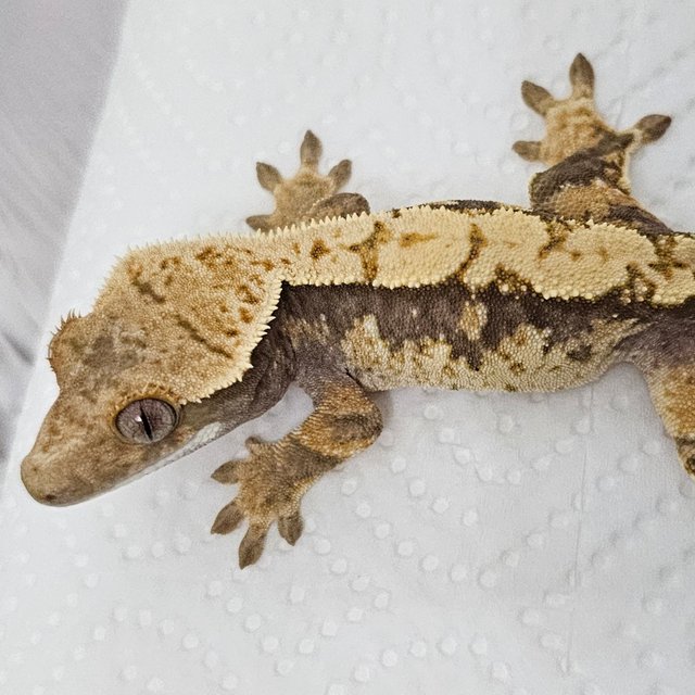 노멀 화이트포트홀 화이트핀 할리퀸