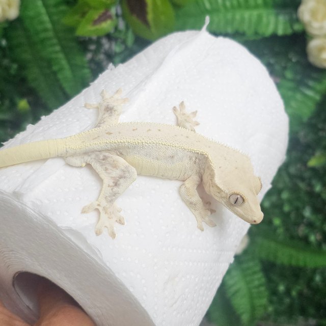 릴리화이트 풀핀 화이트 화이트크라운 화이트핀