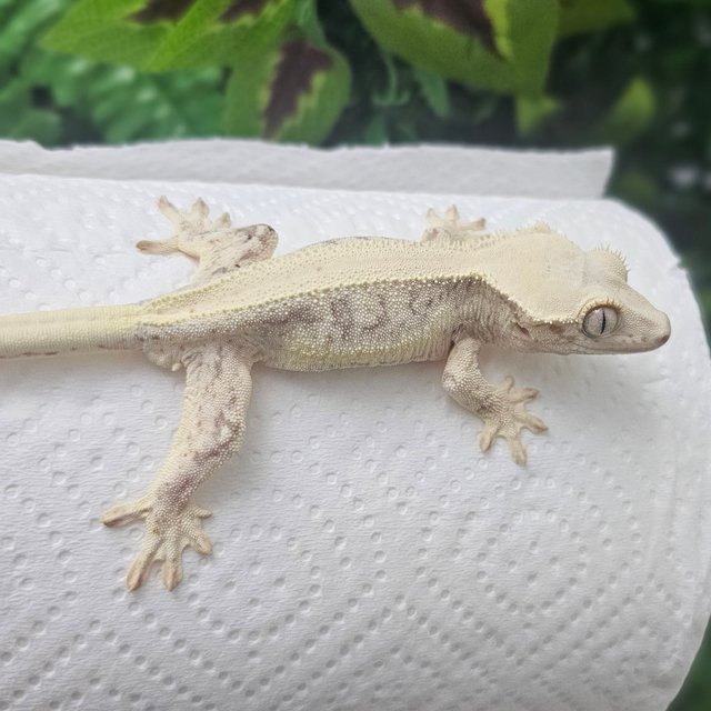 릴리화이트 풀핀 화이트스팟 화이트핀 드리피 화이트