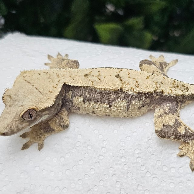 노멀 익스트림할리퀸 드리피 화이트 화이트포트홀