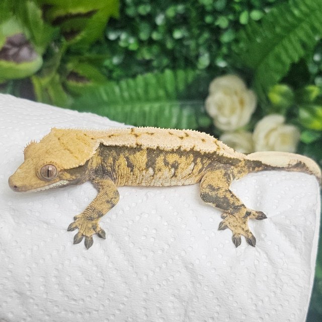 노멀 익스트림할리퀸 트라이