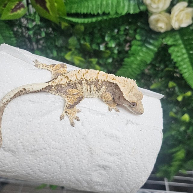 노멀 익스트림할리퀸 트라이 화이트크라운 화이트