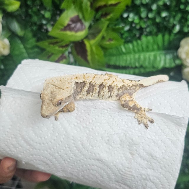 노멀 익스트림할리퀸 트라이 화이트크라운 화이트