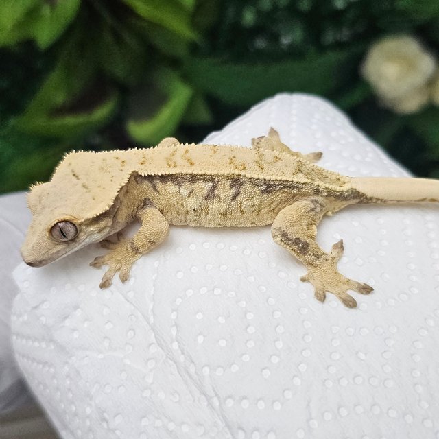 노멀 드리피 화이트스팟