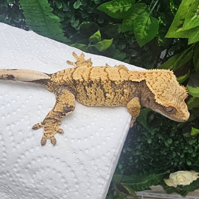 노멀 익스트림할리퀸