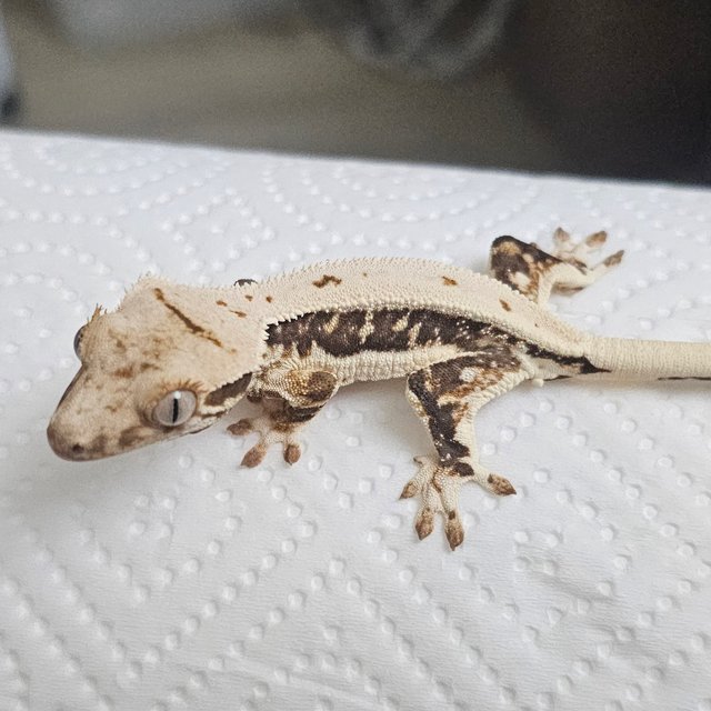 릴리화이트 화이트 블랙 풀핀