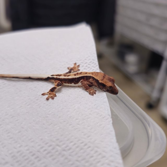 프라푸치노 풀핀 화이트스팟 화이트핀 화이트