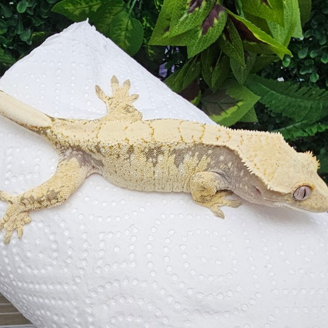 노멀 드리피 할리퀸