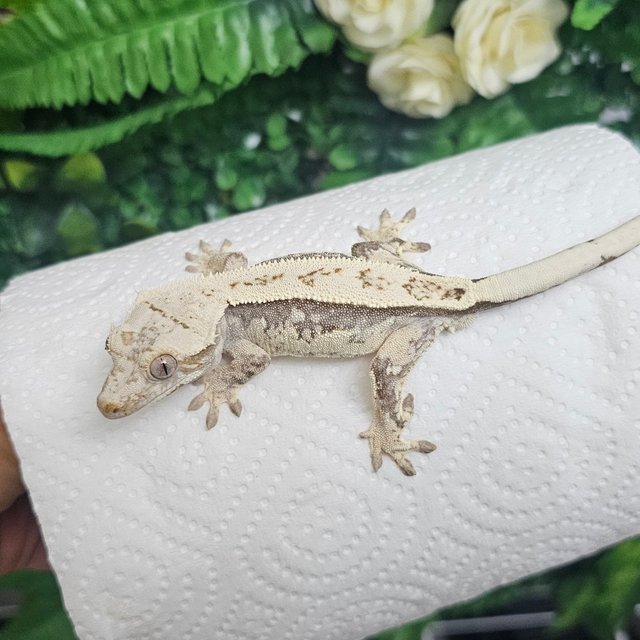 노멀 풀핀 화이트