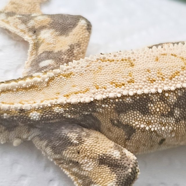 노멀 드리피 풀핀 화이트핀 화이트