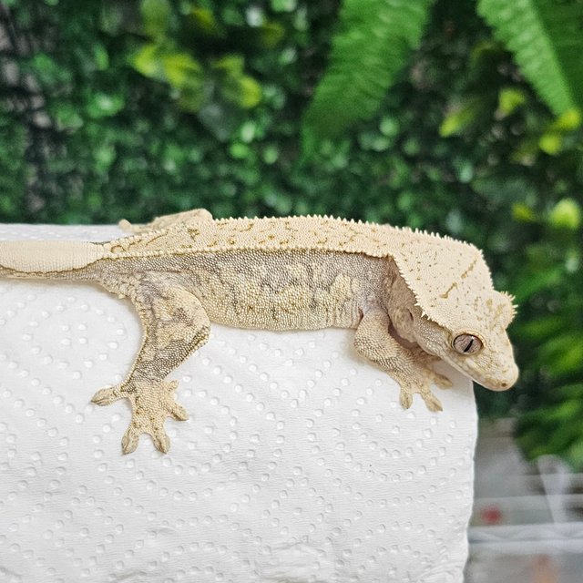 노멀 드리피 풀핀 화이트포트홀