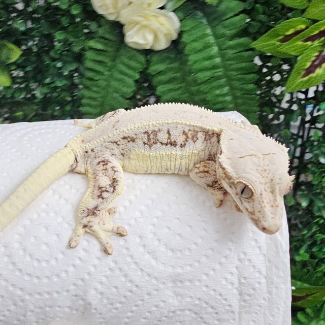 릴리화이트 풀핀 화이트 화이트핀 드리피 화이트포트홀