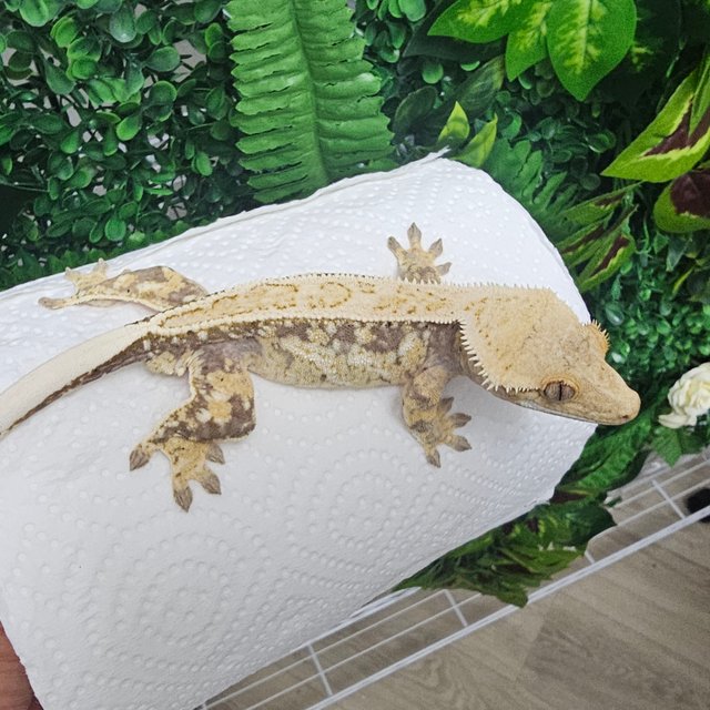 노멀 드리피 풀핀 화이트핀 화이트