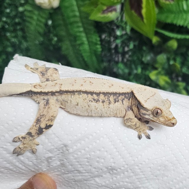 노멀 풀핀 화이트