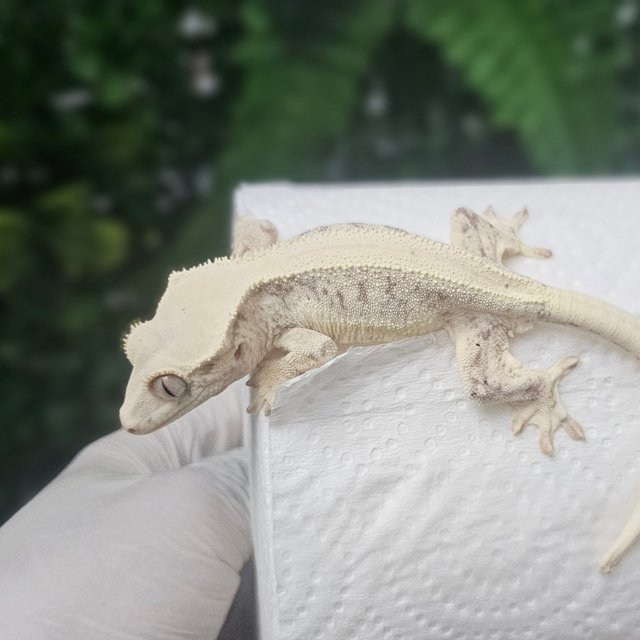 릴리화이트 풀핀 화이트스팟 화이트핀 드리피 화이트