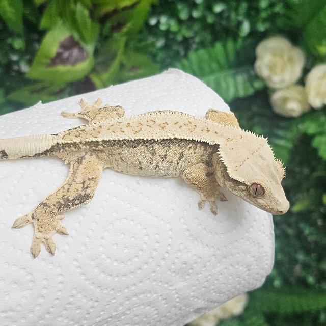 노멀 화이트핀 익스트림할리퀸 화이트