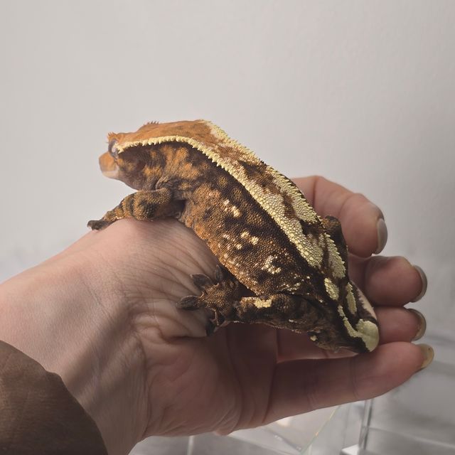 세이블