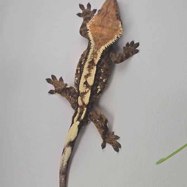 세이블