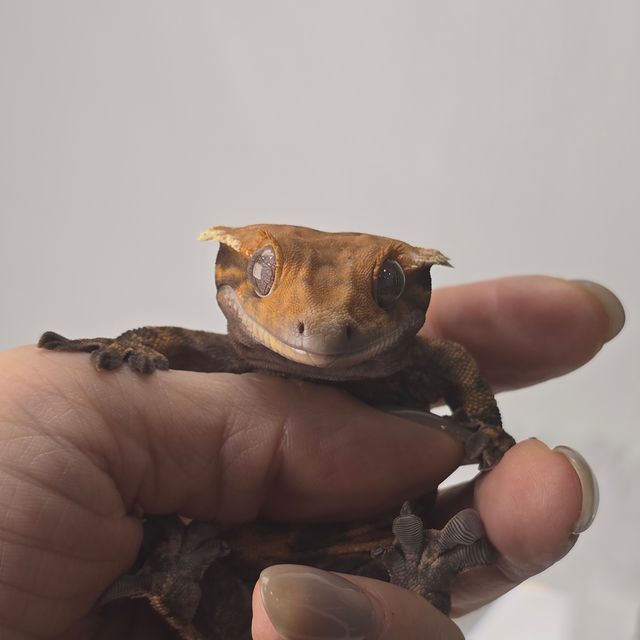 세이블