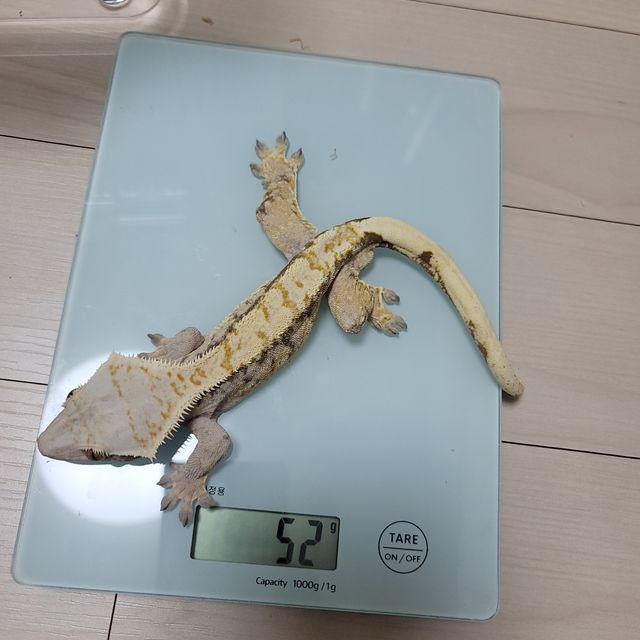 노멀 트라이