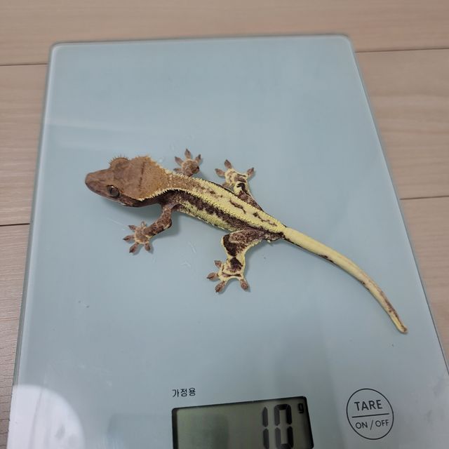 프라푸치노