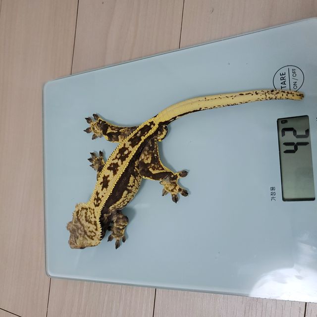 쿼드 풀핀 노멀
