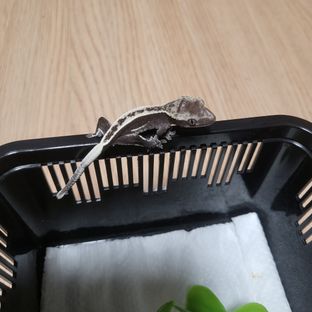 아잔틱