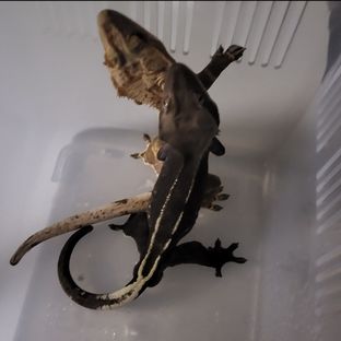 라핀아잔틱