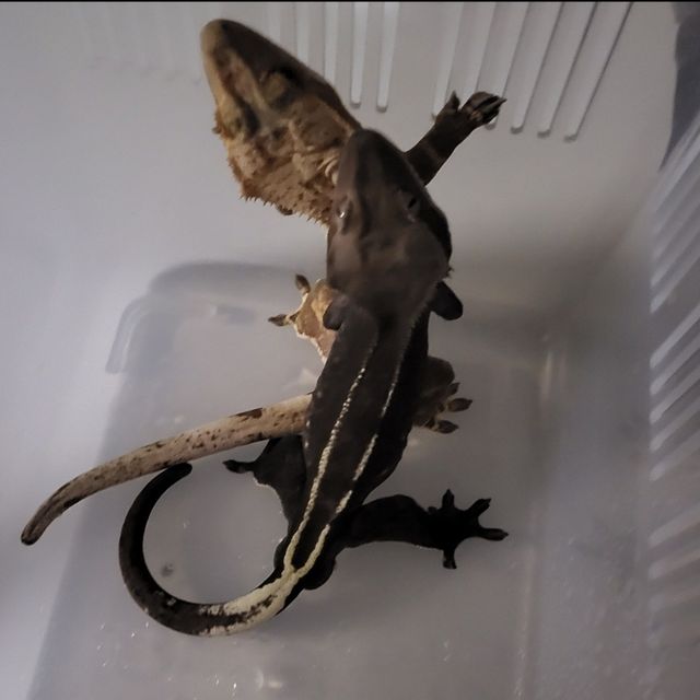 아잔틱