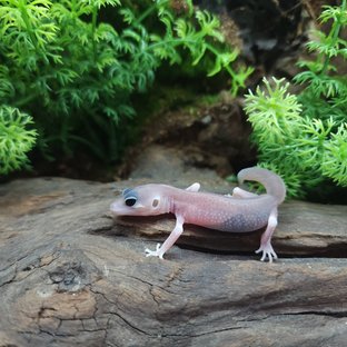 갤럭시 블리자드