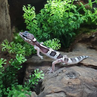 스노우 블랙나이트