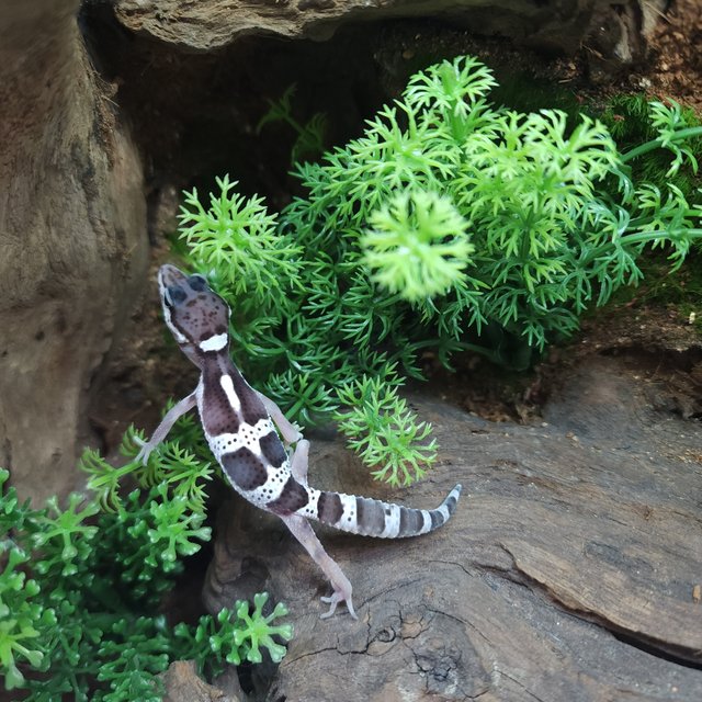 스노우 블랙나이트