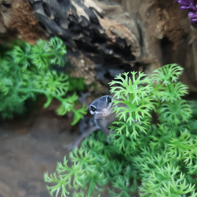 스노우 블랙나이트