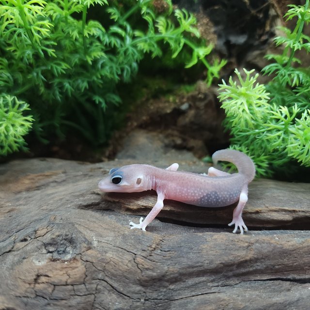 갤럭시 블리자드