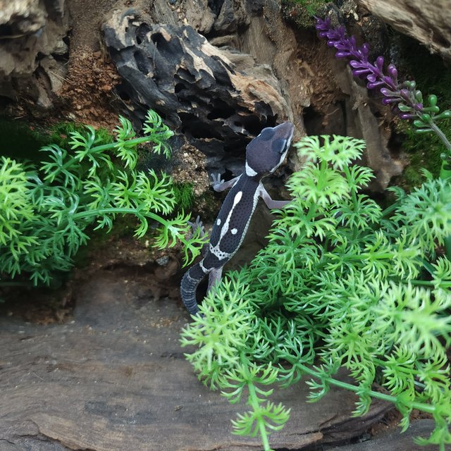 스노우 블랙나이트