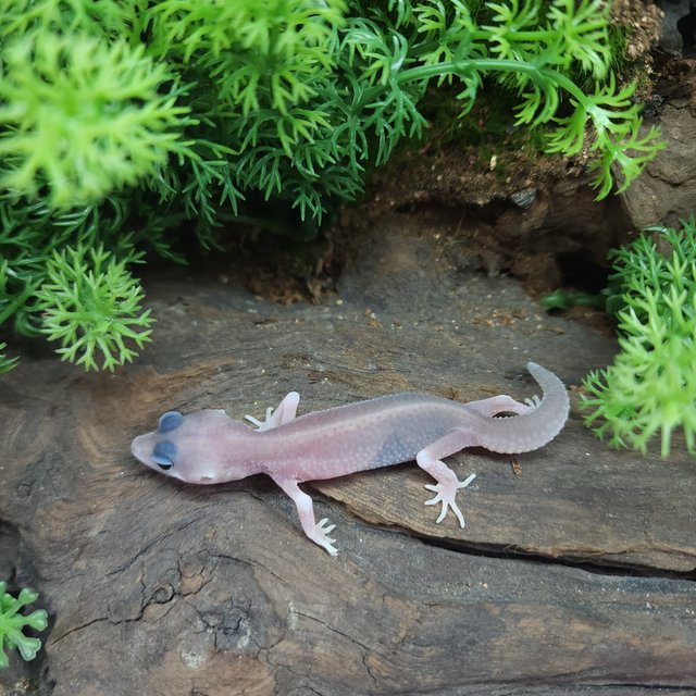 갤럭시 블리자드