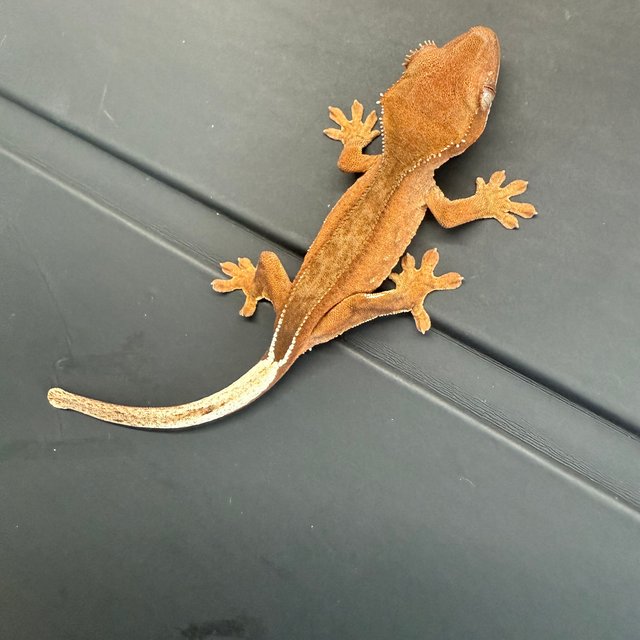 팬텀 바이 레드