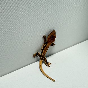 노멀 풀핀
